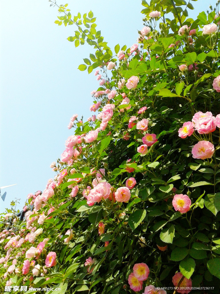 初夏蔷薇
