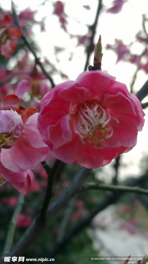 樱花