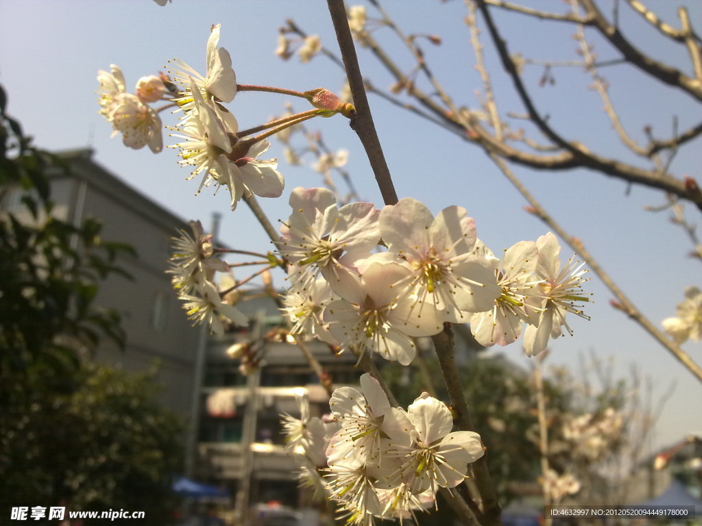 花枝 樱花