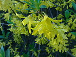 迎春花