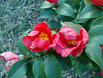 芍药花
