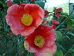 芍药花