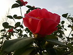 芍药花