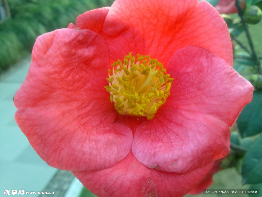 芍药花