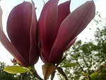 花枝