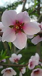 桃花枝