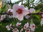 桃花枝