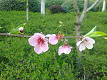 桃花枝