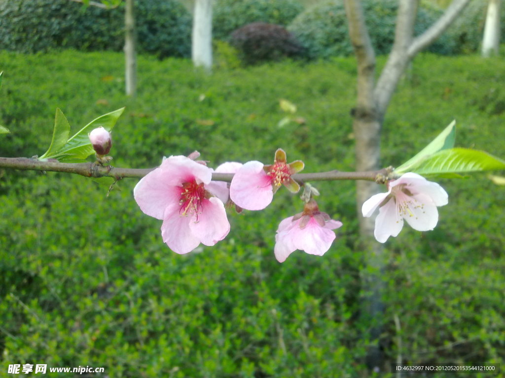 桃花枝