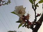桃花枝