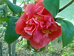 芍药花