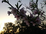 桃花枝