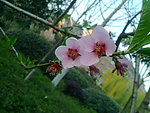 桃花枝