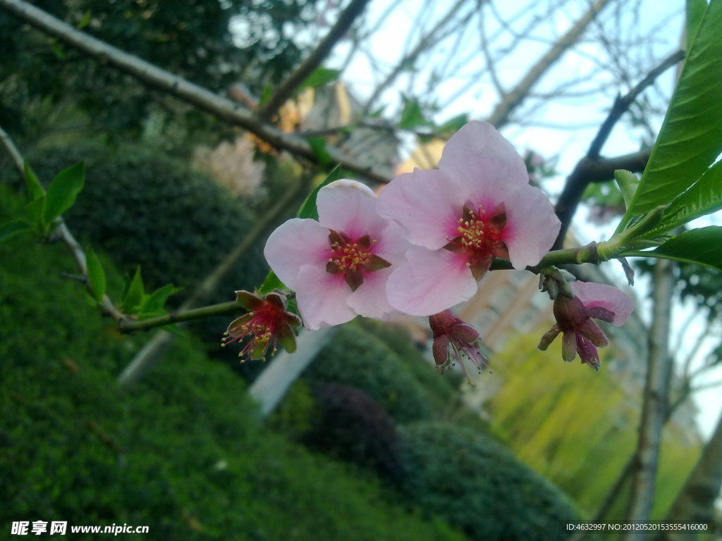 桃花枝
