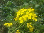 油菜花