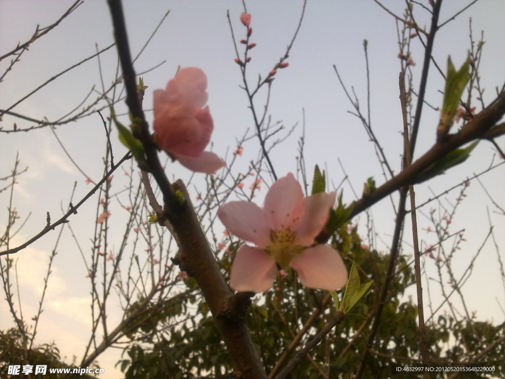 桃花