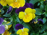 黄花
