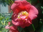 芍药花