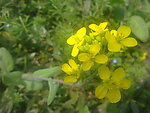 油菜花