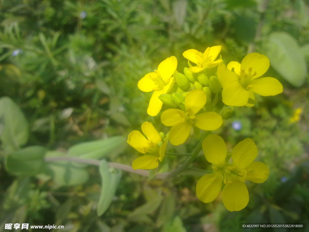 油菜花