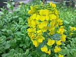 油菜花