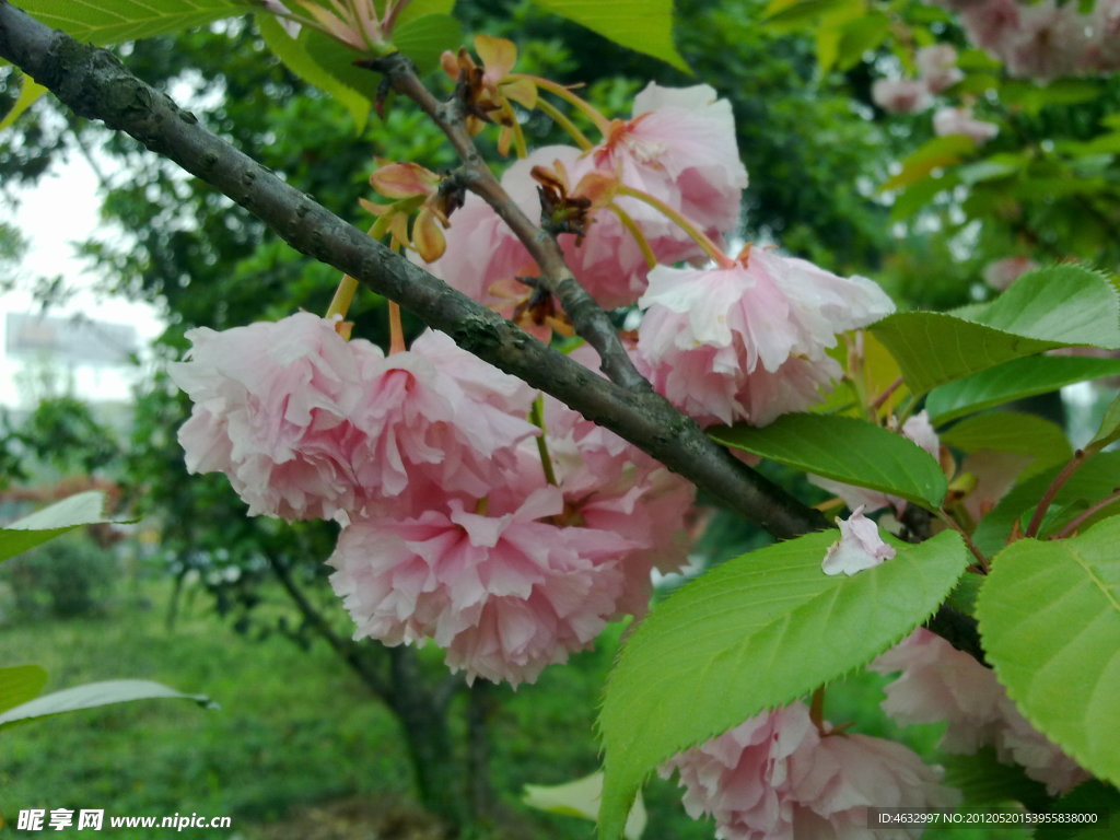 花枝 红花