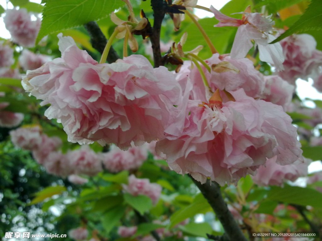 花枝 红花
