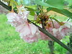 花枝 红花