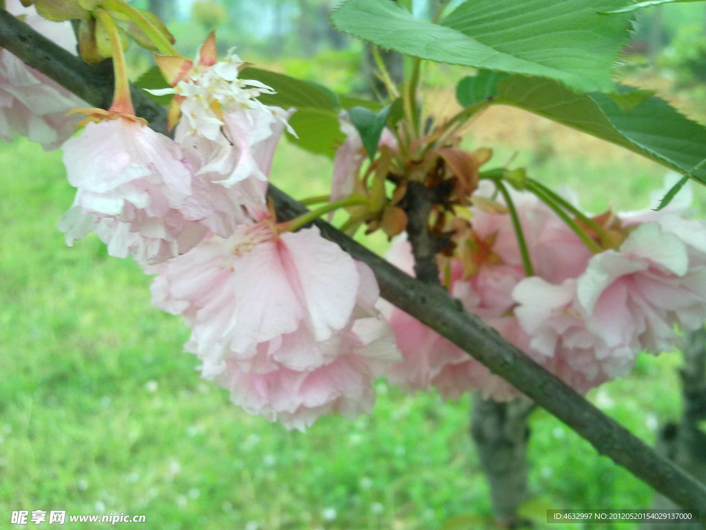 花枝 红花