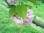 花枝 红花
