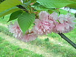 花枝 红花