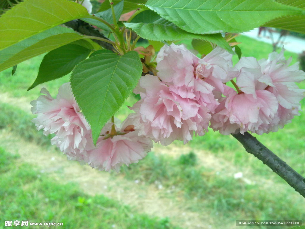 花枝 红花