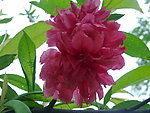 花枝 红花
