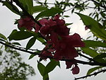 花枝 红花