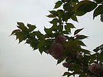 花枝 红花