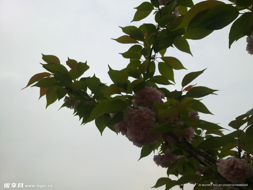 花枝 红花