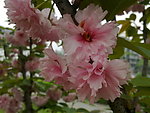 花枝 红花