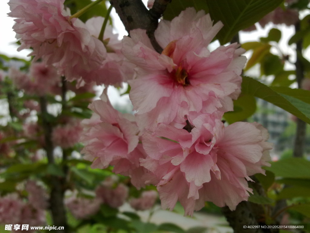 花枝 红花