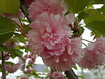 花枝 红花
