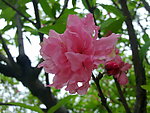 花枝 红花