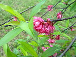 花枝 红花