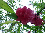 花园景观