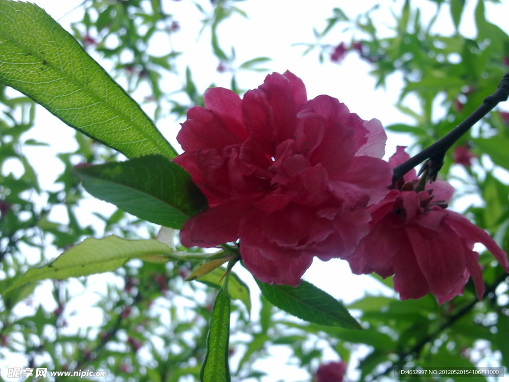花园景观