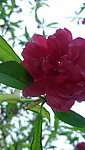 花枝 红花