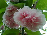 花枝 红花