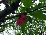 花枝 红花