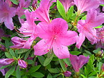 花园景观