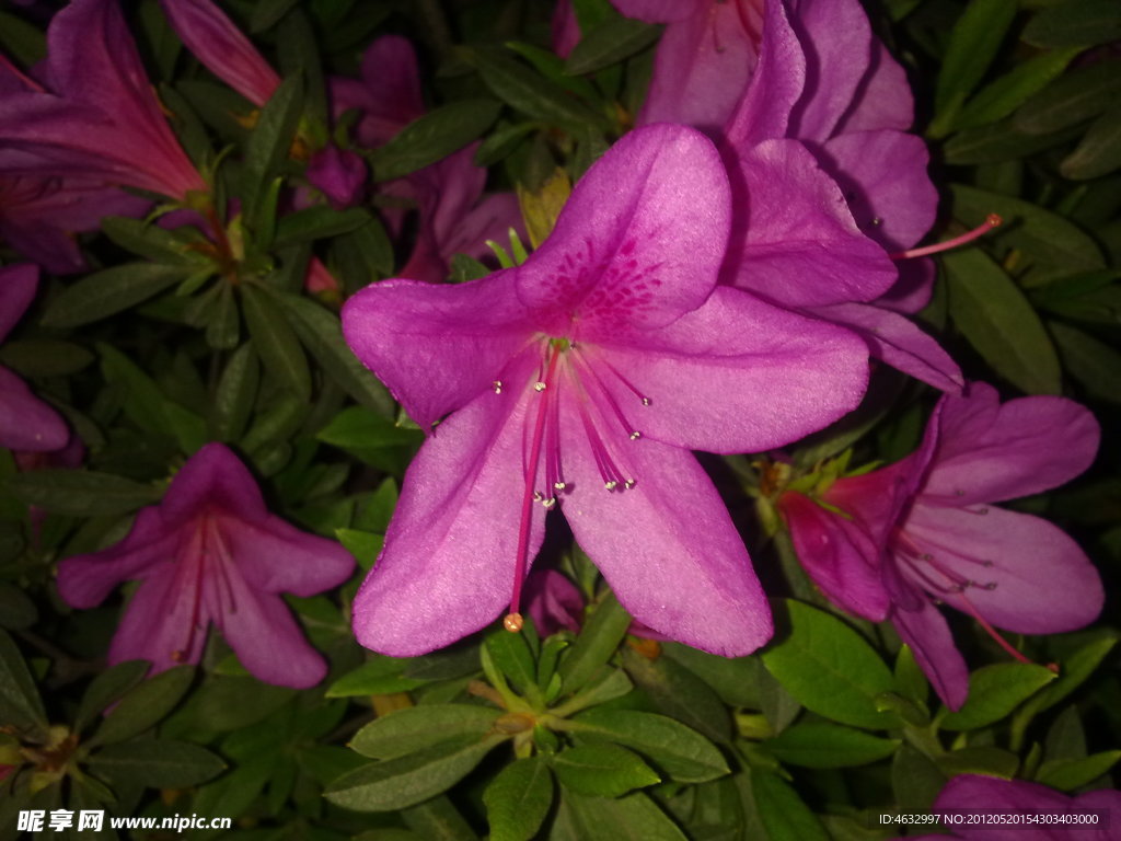 花枝 红花