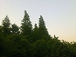花园景观