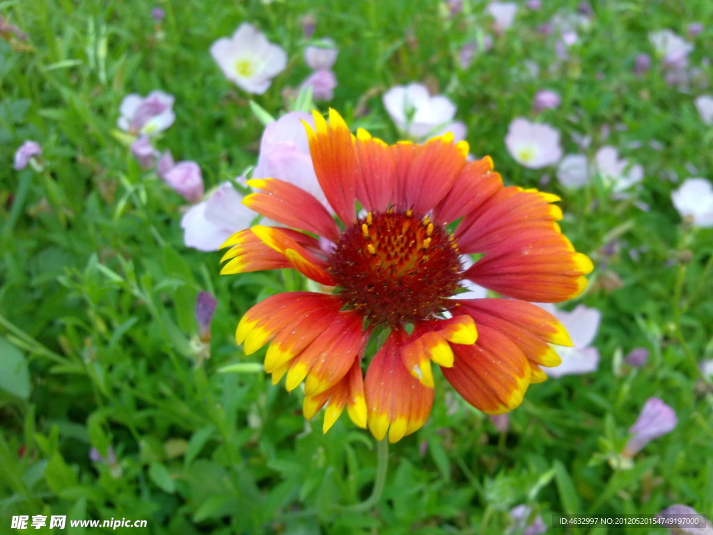 菊花
